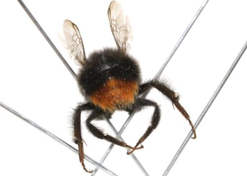 Bombus lapidarius